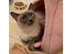 Adopt Lucy a Siamese