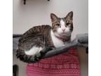 Adopt Elle Mae a Domestic Short Hair