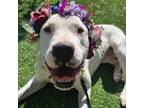 Adopt Jasmine a Pit Bull Terrier, Mixed Breed
