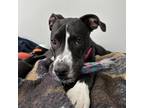 Adopt Layla a Border Collie, Mixed Breed