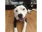 Adopt Mimzy a Pit Bull Terrier, Border Collie