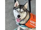 Adopt Chanel a Mixed Breed, Husky