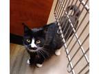 Adopt Charlie Pringle, Levittown PS (FCID# 02/28/24-135) a Tuxedo