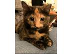 Adopt Darla Levittown PS (FCID# 02/27/2024-129) DC a Tortoiseshell