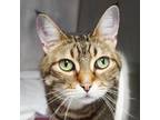 Adopt Faith a Domestic Short Hair