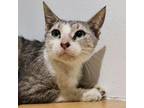 Adopt Jade a Domestic Short Hair