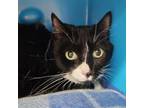 Adopt Pepper Potts a Domestic Short Hair