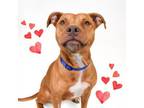 Adopt Hanna a Pit Bull Terrier