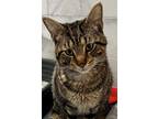 Adopt Jamie a Brown Tabby Domestic Shorthair (short coat) cat in Palatine