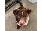Adopt Lexi a Brown/Chocolate Mixed Breed (Medium) / Mixed dog in Moab