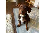 Adopt Leo a Brown/Chocolate Mixed Breed (Medium) / Mixed dog in Moab