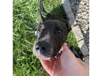 Adopt Brodey a Black Labrador Retriever / Mixed Breed (Medium) dog in Bellmawr