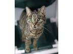Adopt Missy the Cat a Domestic Short Hair