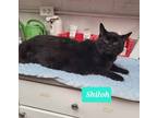 Adopt Shiloh a Domestic Shorthair / Mixed (short coat) cat in Richmond