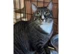 Adopt Chloe a Domestic Short Hair, Tabby