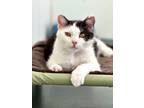 Adopt Gustof a Domestic Shorthair / Mixed (short coat) cat in Cumberland
