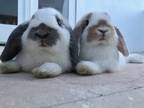 Adopt Harvey and Riggs a Tan Dwarf rabbit in Naples, FL (38688846)