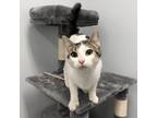 Adopt Luna a Gray or Blue Domestic Shorthair / Mixed cat in Crookston