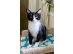 Adopt Prince - In a Foster Home a Domestic Mediumhair / Mixed (medium coat) cat
