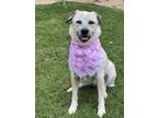 Adopt Andi a White - with Black Australian Cattle Dog / Shepherd (Unknown Type)