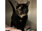 Adopt Chia a Domestic Short Hair