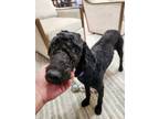 Adopt Pocus a Black Poodle (Standard) / Mixed dog in Irving, TX (38862340)