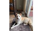 Adopt Taz a White - with Tan, Yellow or Fawn Shiba Inu / Mixed dog in Fort