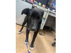 Adopt Gillian a Black Border Collie / Mixed dog in Madera, CA (38859841)