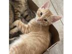 Adopt Spanky a Orange or Red Tabby Domestic Shorthair (short coat) cat in St.