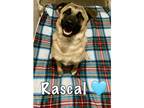 Adopt Rascal a Brown/Chocolate - with Black German Shepherd Dog dog in Sealy