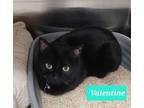 Adopt Valentine a Domestic Shorthair / Mixed (short coat) cat in Richmond