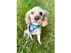 Adopt Couper a Tan/Yellow/Fawn Cocker Spaniel / Poodle (Miniature) / Mixed dog