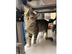 Adopt Prue a Gray or Blue Domestic Shorthair / Domestic Shorthair / Mixed cat in