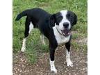 Adopt Bob a Black Feist / Mixed dog in Jefferson City, TN (38862770)