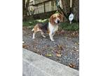 Adopt Wrigley a Beagle / Mixed dog in Greensboro, NC (38635009)