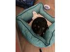 Adopt Pickles Talbot a Black Labrador Retriever dog in Southampton