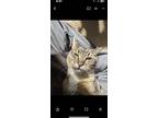 Adopt Levia a Brown Tabby American Shorthair / Mixed (short coat) cat in