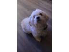 Adopt Dynasty a White - with Tan, Yellow or Fawn Shih Tzu / Mixed dog in