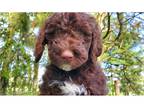 Mutt Puppy for sale in Mansfield, OH, USA