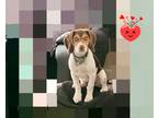 Adopt Trixie a Tan/Yellow/Fawn - with Black Beagle / Mixed dog in Coventry