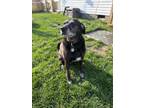 Adopt Sam a Black Labrador Retriever / Mixed dog in Midlothian, VA (38865030)