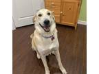 Adopt Luna a Tan/Yellow/Fawn - with White Anatolian Shepherd / Mixed dog in