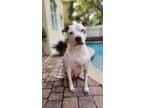 Adopt Pachinko a White - with Brown or Chocolate American Staffordshire Terrier