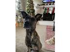 Adopt Radley a Brindle Mutt / Mixed dog in Olathe, KS (38861942)