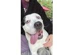 Adopt Pickles a Black - with White American Staffordshire Terrier / Mixed dog in