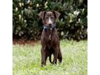 Adopt Bailex 20467 a Black Labrador Retriever, Mixed Breed