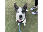 Adopt Carebear 20484 a Pit Bull Terrier, Australian Cattle Dog / Blue Heeler