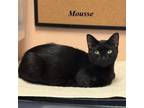 Adopt Mousse a Domestic Short Hair