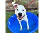 Adopt Obi-Juan a White Border Terrier / Mixed dog in El Paso, TX (38741211)