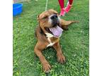 Adopt Lava Girl a Red/Golden/Orange/Chestnut Labrador Retriever / Mixed dog in